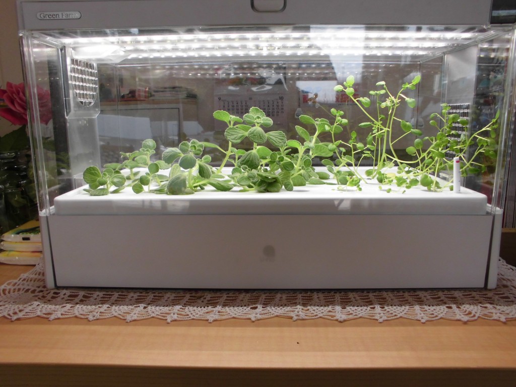癒し系植物 アロマティカス Next カワシマ 川島プロパン 住まいるカワシマ